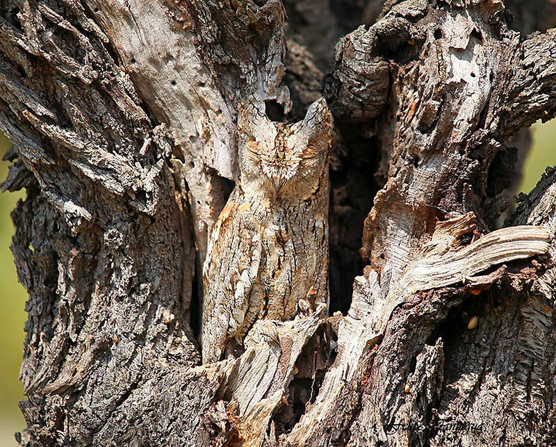 Illustration for article titled ¿Puedes ver al animal oculto a simple vista en estas fotos?